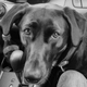 Illustration for article titled Dog Run Good Things OT